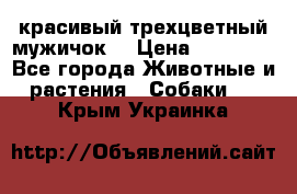 красивый трехцветный мужичок  › Цена ­ 10 000 - Все города Животные и растения » Собаки   . Крым,Украинка